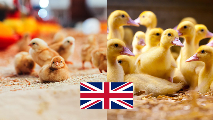 Ogłoszenie o wyborze oferty „Kampania promocyjna polskiej kaczki i kurczaka w Wielkiej Brytanii”