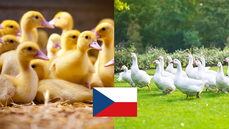 Ogłoszenie o wyborze wykonawcy „Kampanii promocyjnej polskiej kaczki i kurczaka w Czechach”